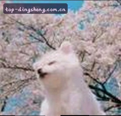 王婷